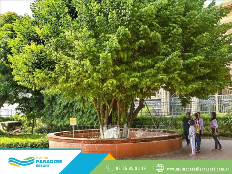 Cây khế trường Dục Thanh từng được bác Hồ chăm sóc