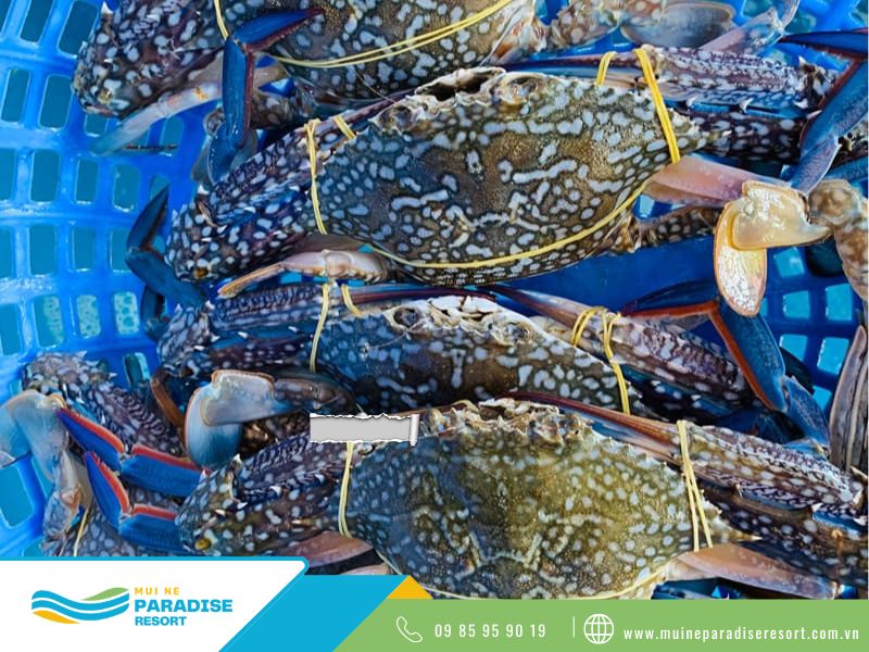 Ăn gì ở Mũi Né - Ghẹ xanh tươi sống