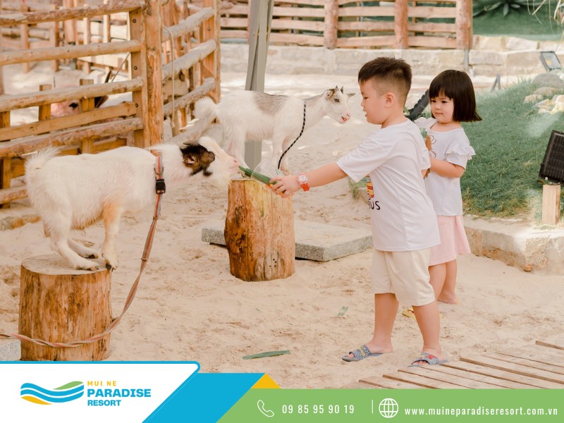 Hoạt Động Cho Trẻ Em Du Lịch Mũi Né - Bé trải nghiệm cho thú ăn