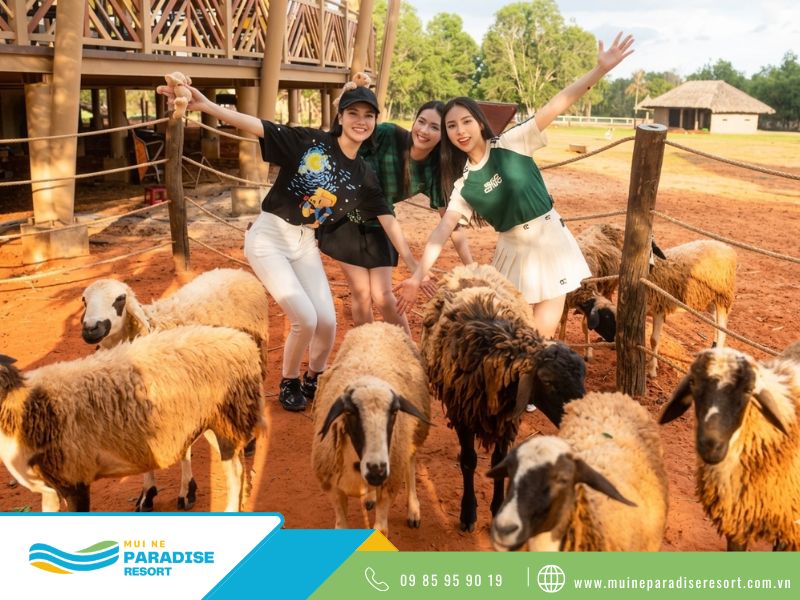 Check-in cùng với cừu